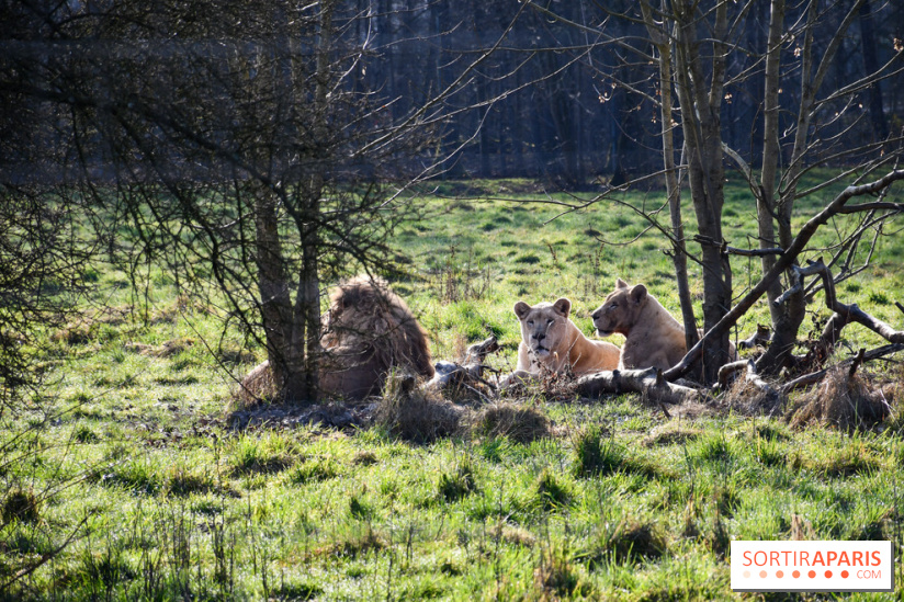 Lumigny Safari Reserve - nos photos