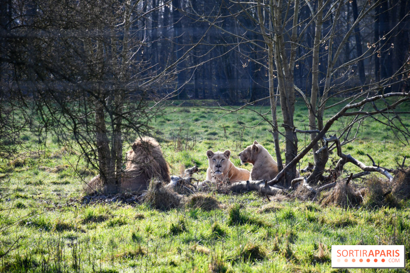 Lumigny Safari Reserve - nos photos