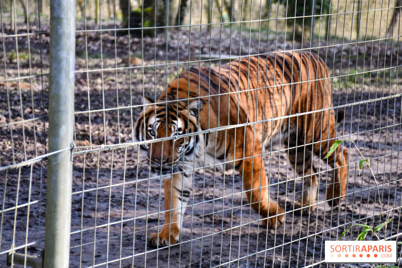 Lumigny Safari Reserve - nos photos - image00045