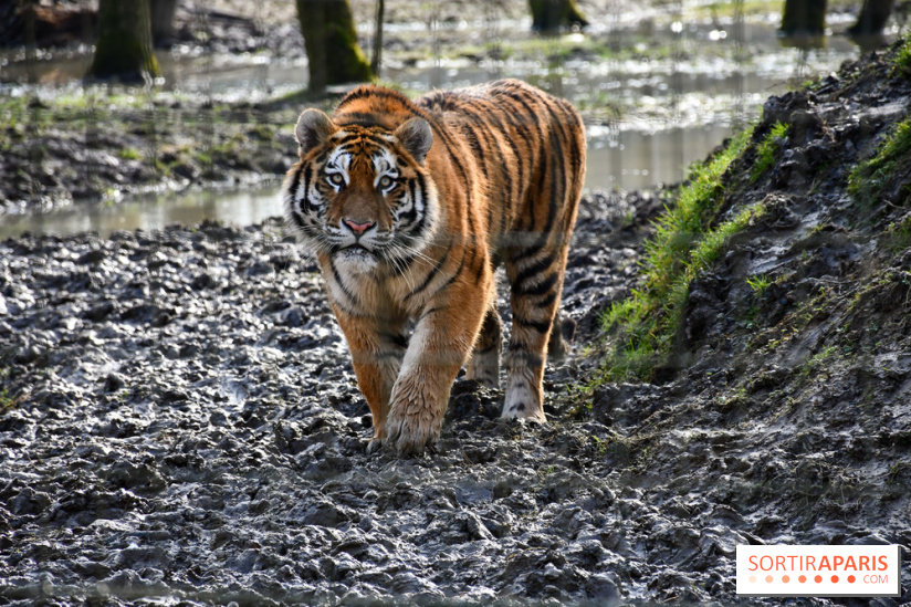 Lumigny Safari Reserve - nos photos