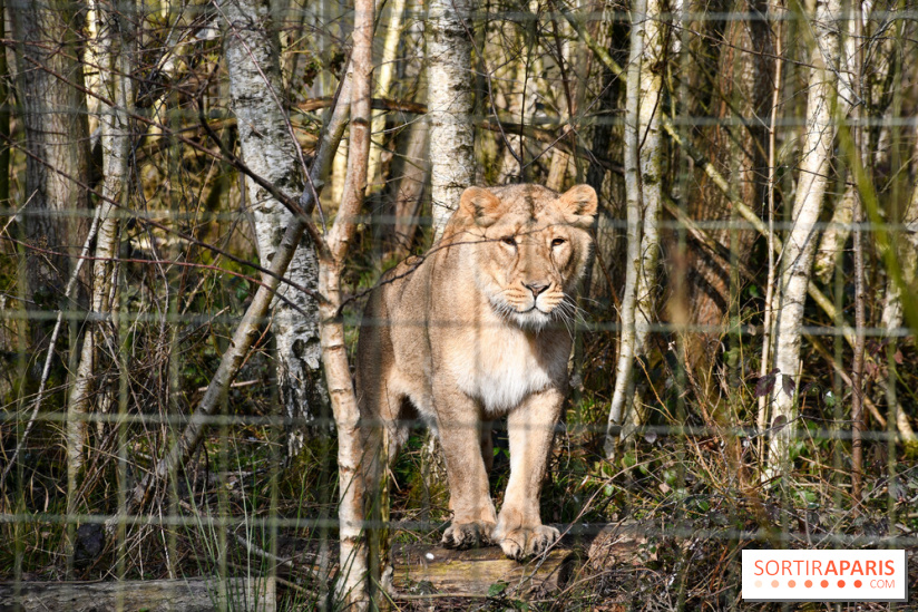 Lumigny Safari Reserve - nos photos