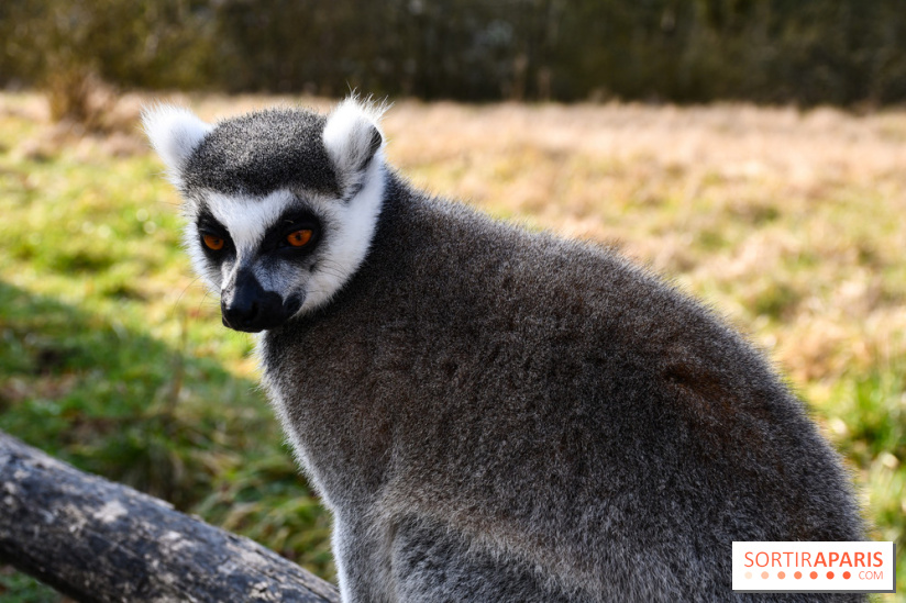 Lumigny Safari Reserve - nos photos