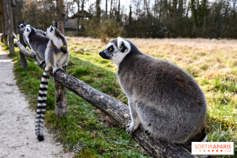 Lumigny Safari Reserve - nos photos - image00016