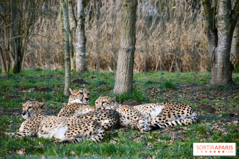 Lumigny Safari Reserve - nos photos