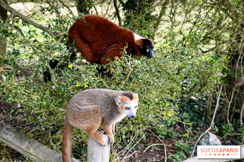 Lumigny Safari Reserve - nos photos - image00007
