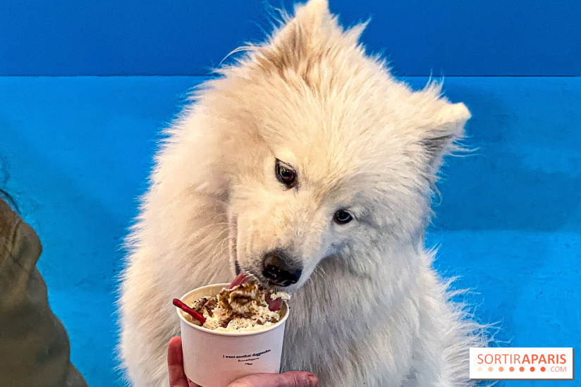 Je T'aime Comme Un Chien : food, mode, déco ... une expo qui a du chien au Bon Marché Rive Gauche - image00030