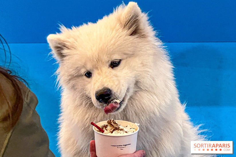 Je T'aime Comme Un Chien : food, mode, déco ... une expo qui a du chien au Bon Marché Rive Gauche - image00031