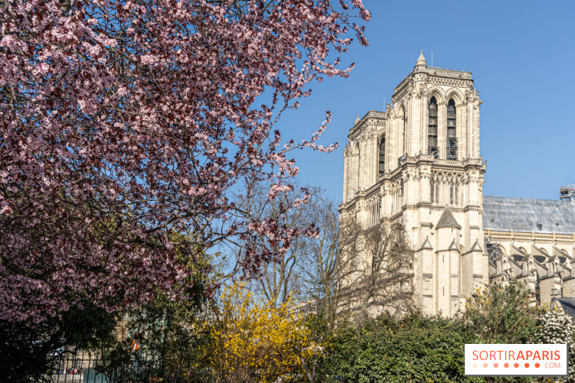 Le Square Viviani devant Notre-Dame de Paris