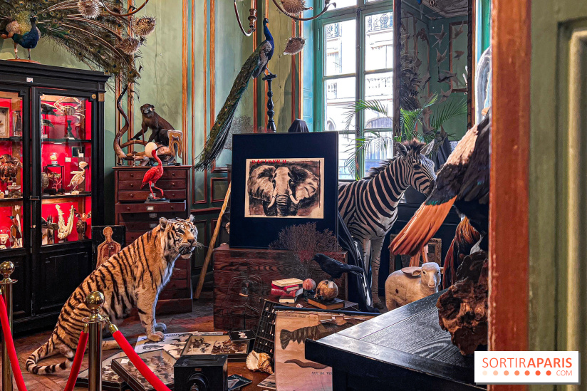 Johnny Depp dévoile une œuvre à découvrir gratuitement dans un cabinet de curiosités parisien - image00023