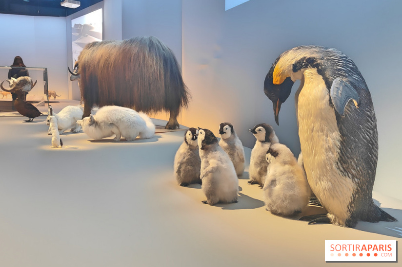 Déserts : l'exposition scientifique se dévoile au Muséum d'Histoire naturelle de Paris