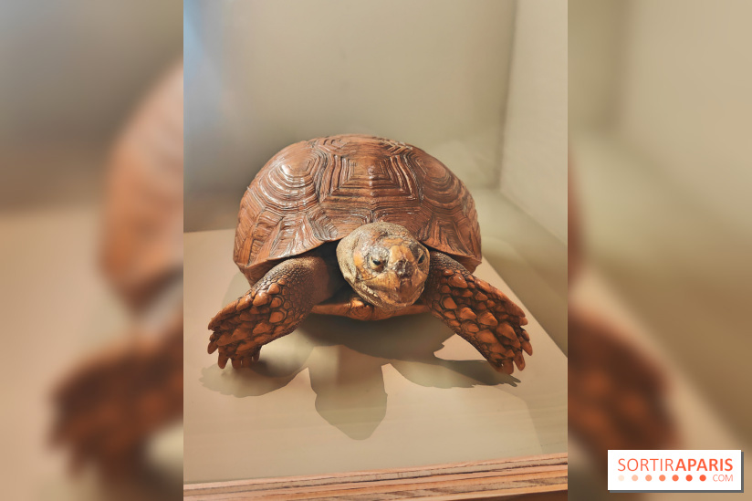 Déserts : l'exposition scientifique se dévoile au Muséum d'Histoire naturelle de Paris - fotor 1743502190807