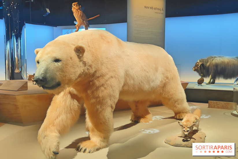 Déserts : l'exposition scientifique se dévoile au Muséum d'Histoire naturelle de Paris
