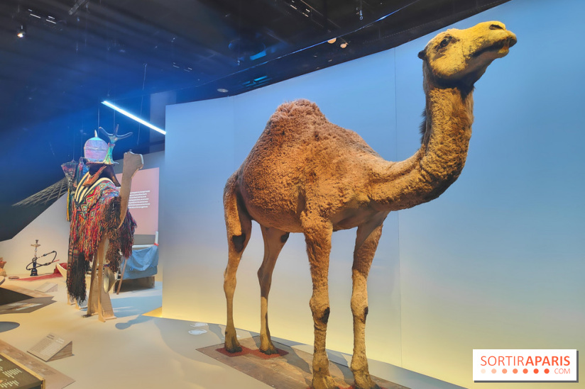 Déserts : l'exposition scientifique se dévoile au Muséum d'Histoire naturelle de Paris