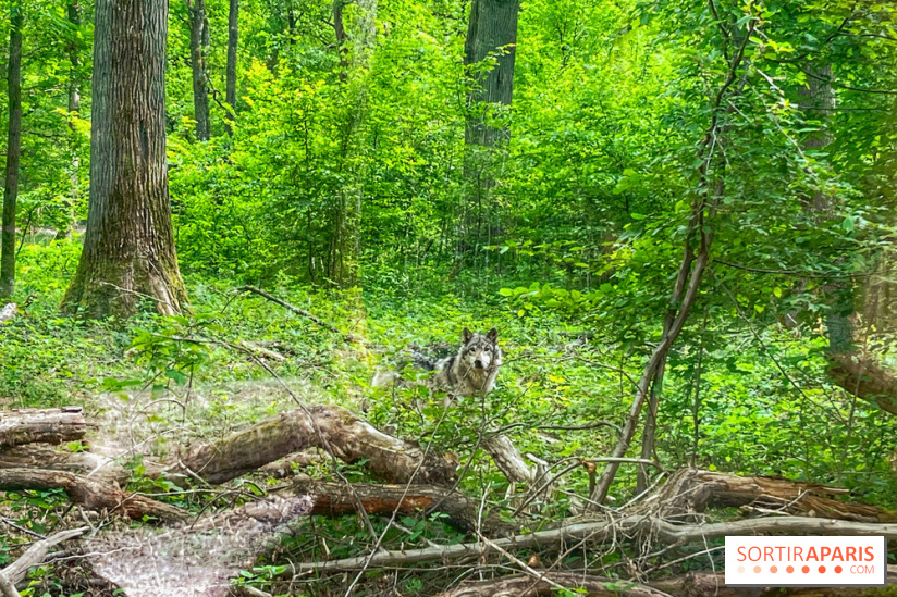 La Forêt des Loups