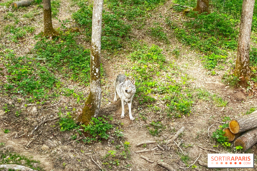 La Forêt des Loups