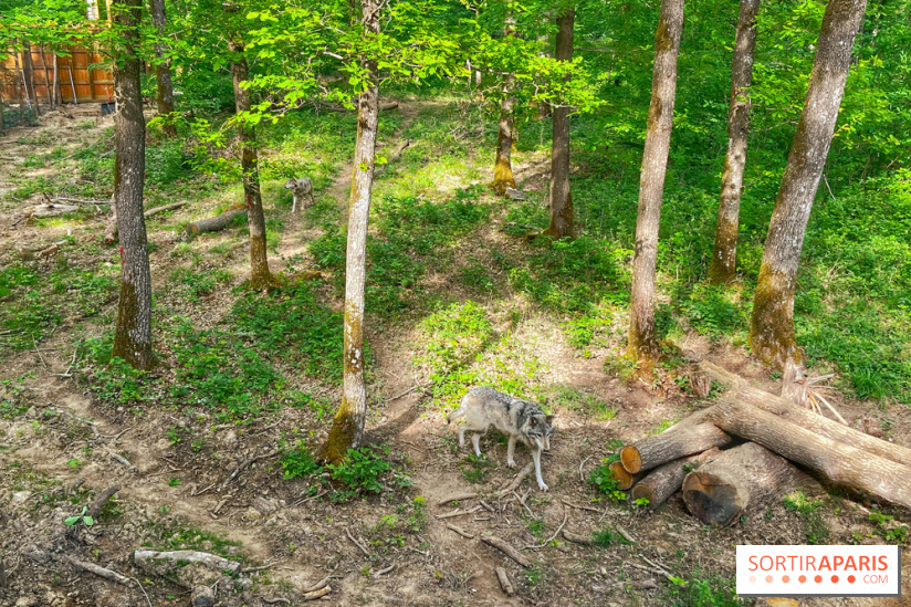 La Forêt des Loups - IMG 2106