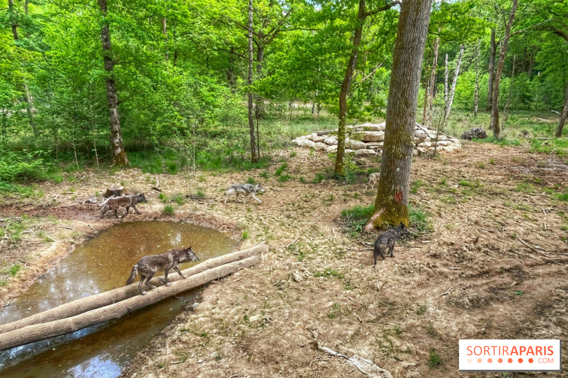 La Forêt des Loups - IMG 2109