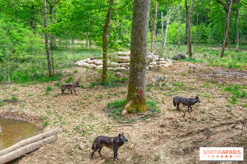La Forêt des Loups