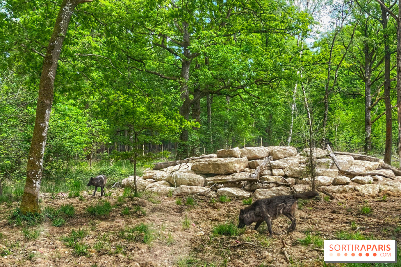 La Forêt des Loups