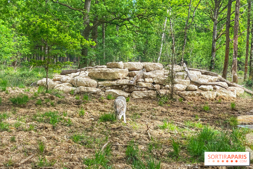 La Forêt des Loups - IMG 2121