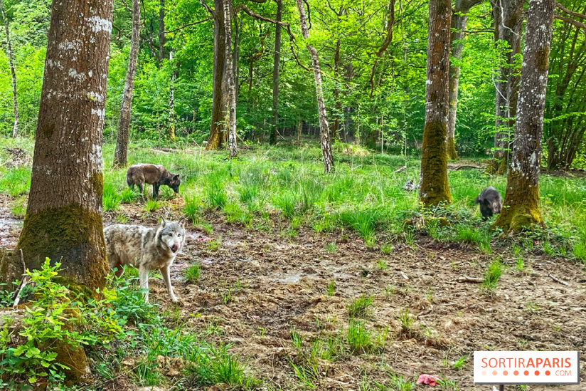 La Forêt des Loups