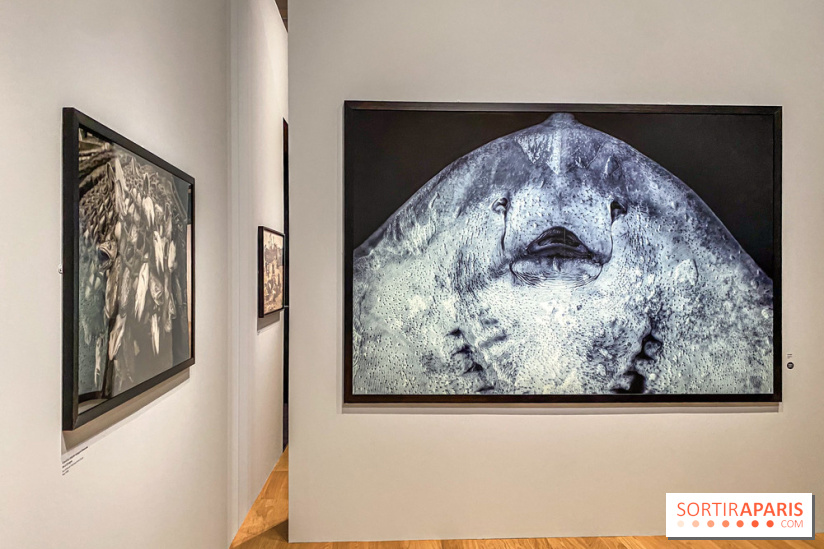 Jean Gaumy et la Mer : l'exposition maritime intimiste au Musée de la Marine - IMG 5471