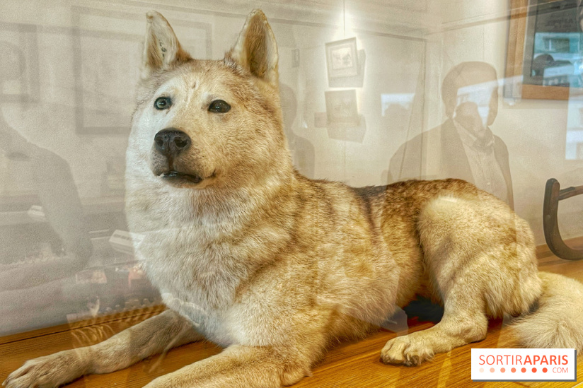 Collection dédié aux chiens