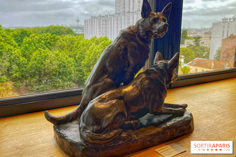 Collection dédié aux chiens - IMG 2317