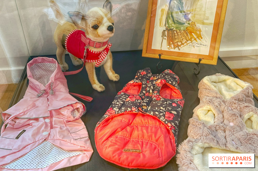 Collection dédié aux chiens