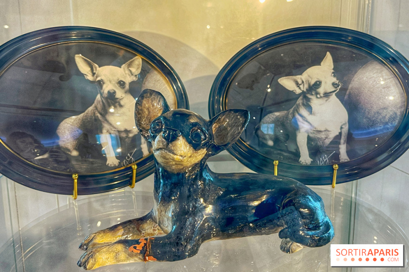 Collection dédié aux chiens