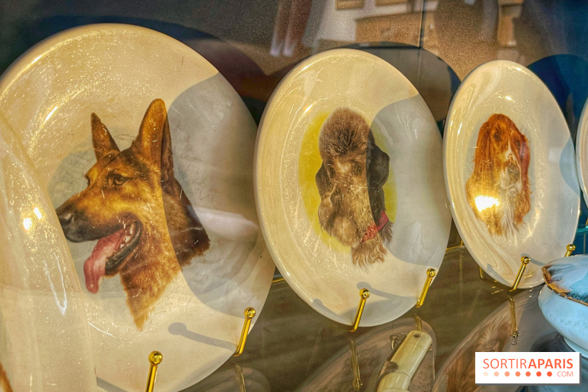 Collection dédié aux chiens - IMG 2323