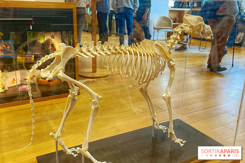 Collection dédié aux chiens - IMG 2324