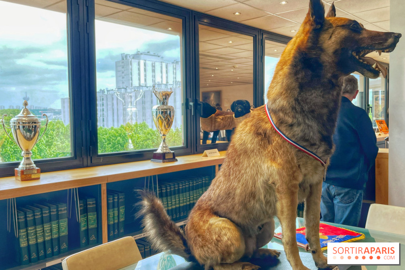 Collection dédié aux chiens - IMG 2325