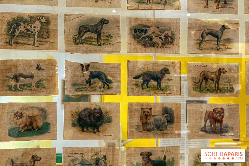 Collection dédié aux chiens