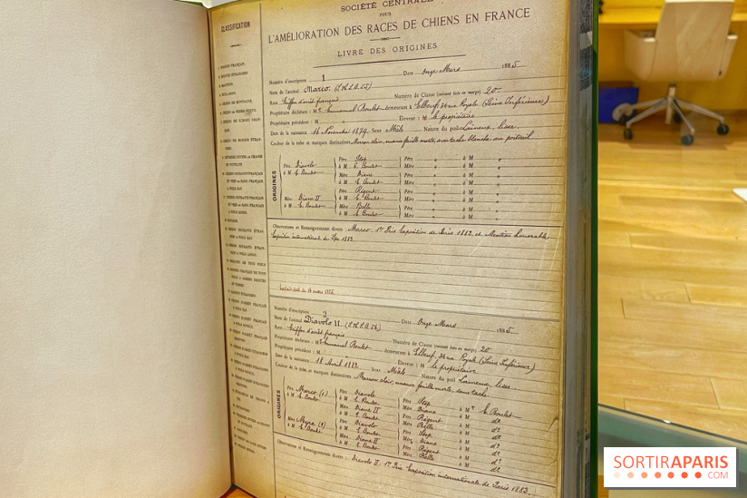 Collection dédié aux chiens - IMG 2328