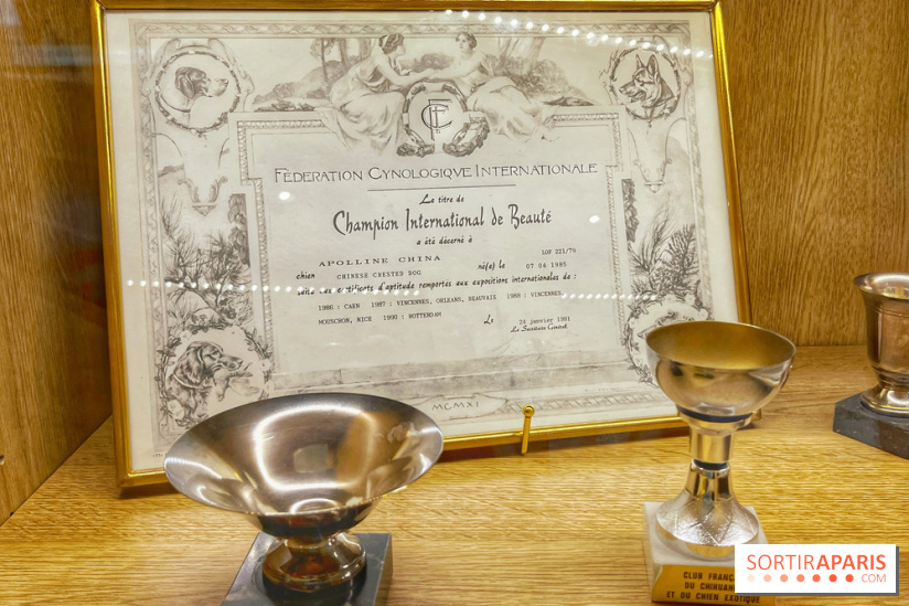 Collection dédié aux chiens - IMG 2329