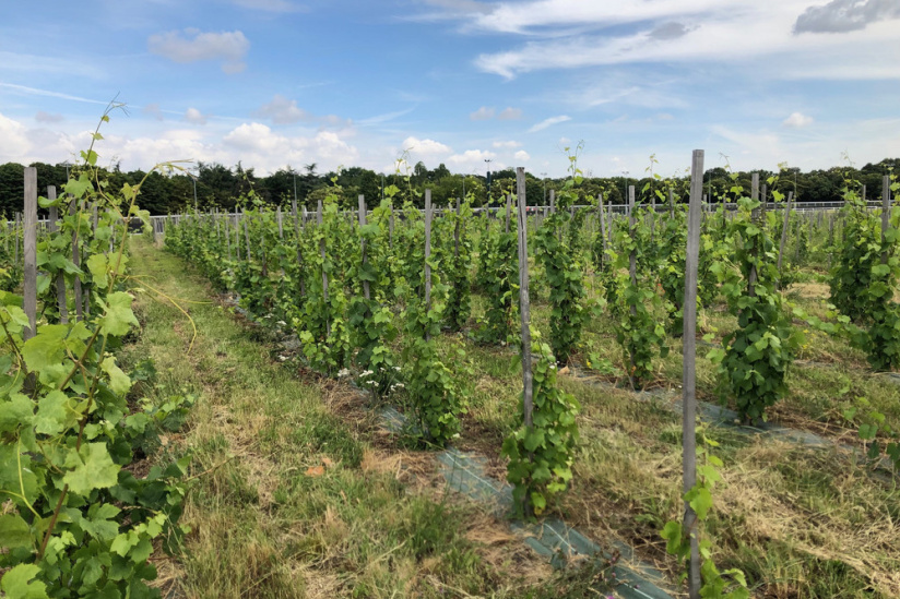1ère fête de la fleur de vigne au Domaine viticole de Paris Gravelle : samedi 14 et dimanche 15 juin 2025