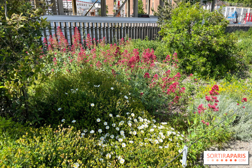 Jardin Anna Marly - nos photos - image00001