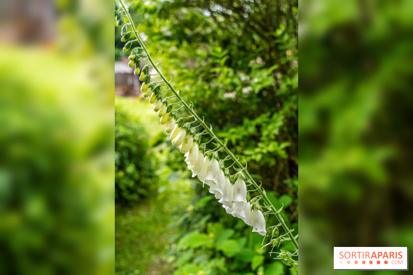 Les Jardins de Juliette à Elancourt  -  A7C5431