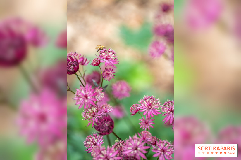 Le Jardin des Aubépines a Auffargis  - A7C01452