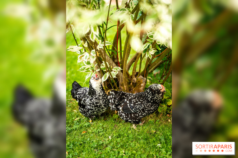 Le Jardin des Aubépines a Auffargis  - A7C01407