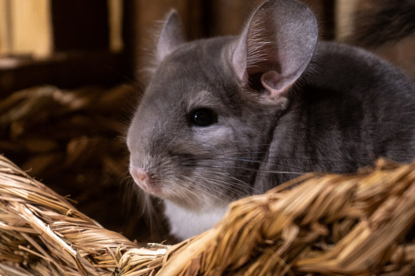Le Monde de Noé : L’expérience immersive sur le monde animal 