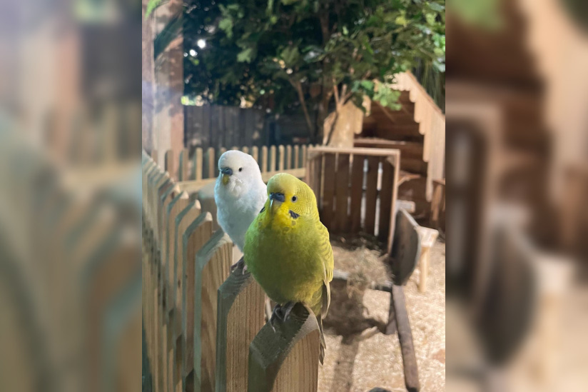 Le Monde de Noé : L’expérience immersive sur le monde animal 