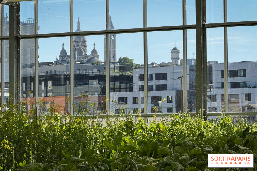 Rooftop Plantation Paris - IMG 7972 jpg