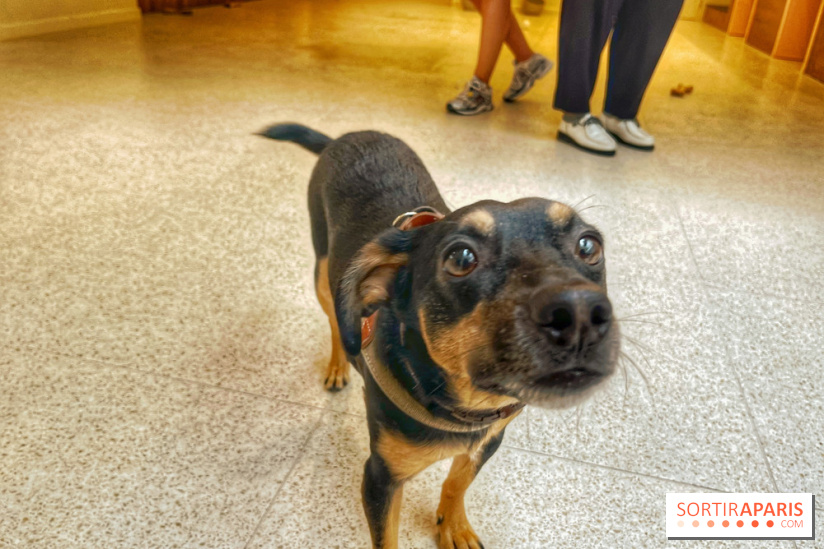 The Dogry - IMG 3578