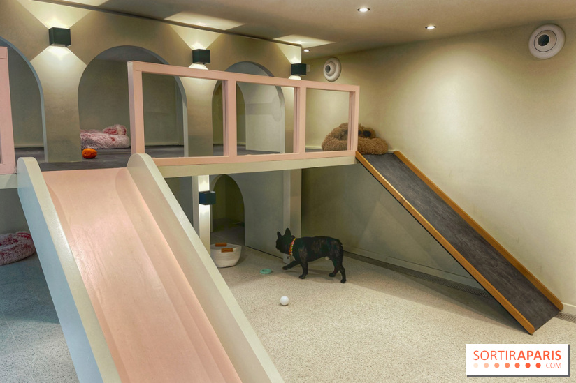 The Dogry - IMG 3590