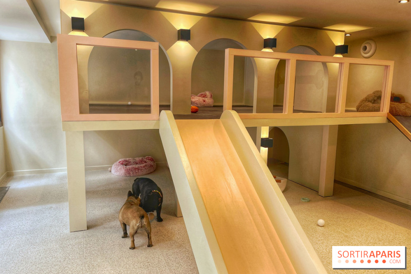 The Dogry - IMG 3591