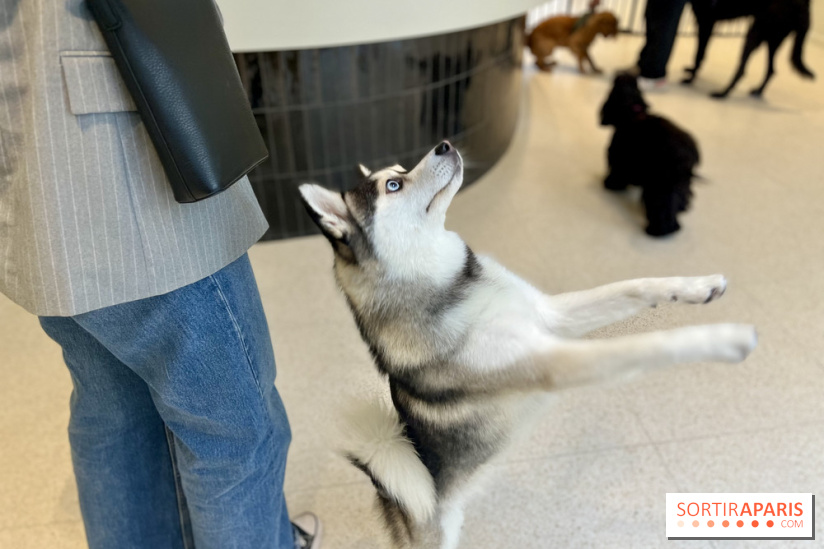 The Dogry - IMG 3604