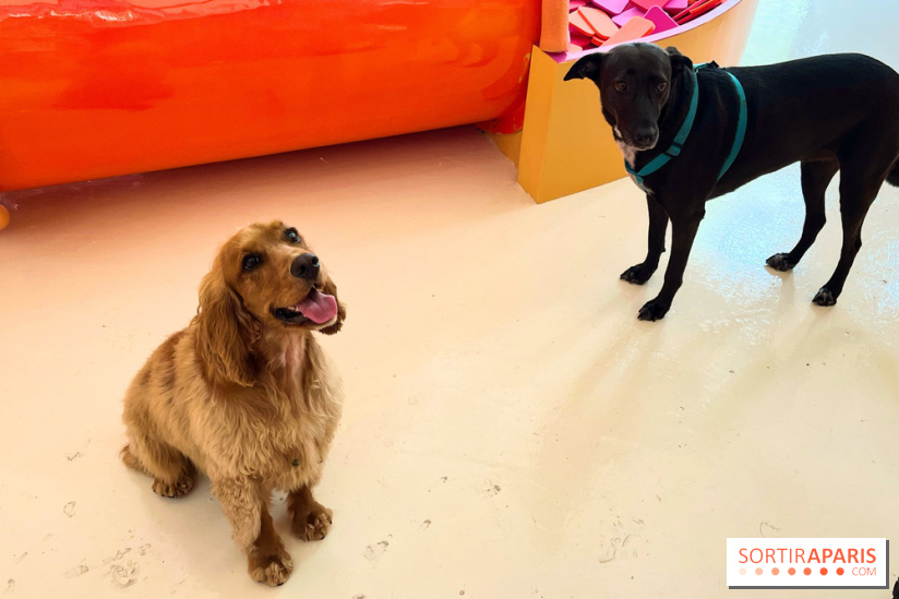 Patapwouf, le spot cani-friendly de Saint-Ouen - nos photos - 15DA47E1 DB3C 4EE8 8C5B F80751C23DB2