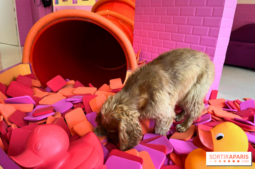 Patapwouf, le spot cani-friendly de Saint-Ouen - nos photos - 039E98EA 14EC 4A45 835B A43C1DA1FDC6